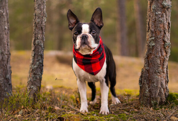 Wild Woof Scarf Tillbehör Wonder Collars