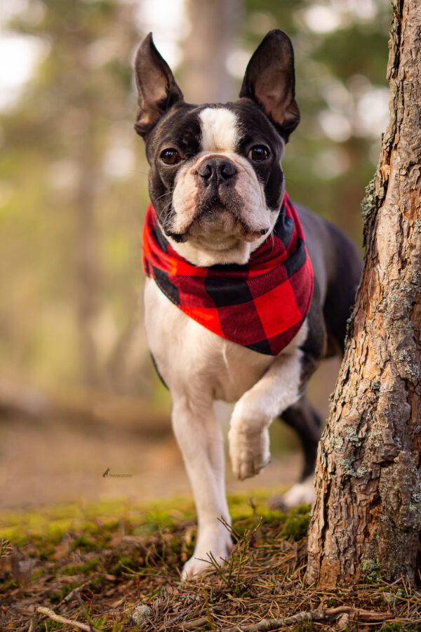 Wild Woof Scarf Tillbehör Wonder Collars