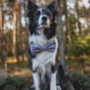 Wild Woof Fluga Tillbehör Wonder Collars