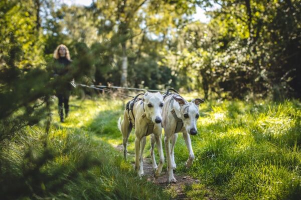 Wild Woof Rymningssäker Sele 25 mm Selar Wonder Collars