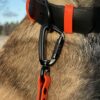 Accdog Biothane® Rainbow Halsband 38 mm Halsband Wonder Collars