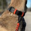 Accdog Biothane® Rainbow Halsband 38 mm Halsband Wonder Collars