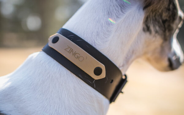 Accdog Biothane® Rainbow Halsband 38 mm Halsband Wonder Collars