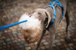 Kampkoppel Koppel Wonder Collars