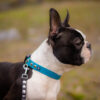 Accdog Biothane® Halsband Med Duraflex® 25 mm Halsband Wonder Collars