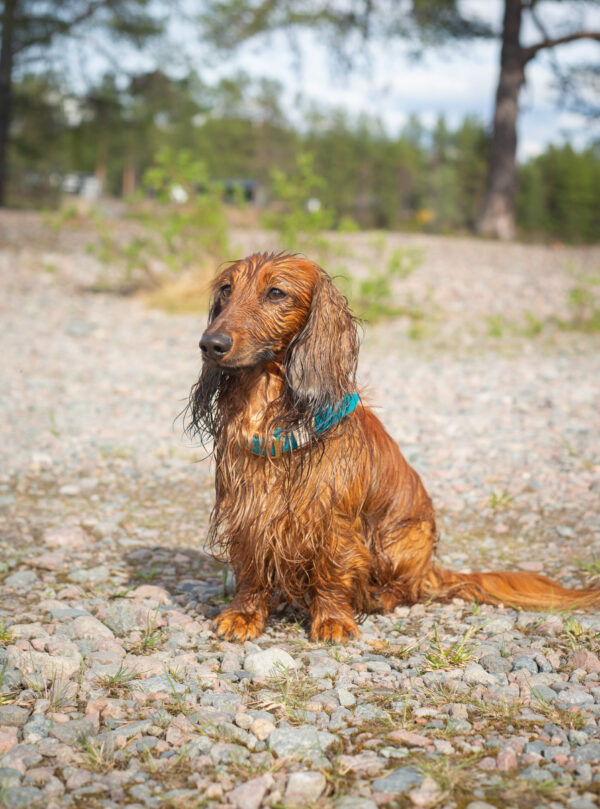 Accdog Biothane® Rainbow Halsband 25 mm Halsband Wonder Collars