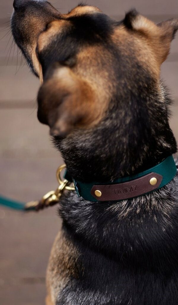 Accdog Biothane® Rainbow Halsband 25 mm Halsband Wonder Collars