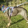 Warsaw Dog Duraflex ® Buckle 35 mm Halsband Wonder Collars