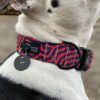 Warsaw Dog Duraflex ® Buckle 35 mm Halsband Wonder Collars