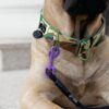 Warsaw Dog Halvstryp 50 mm Halsband Wonder Collars