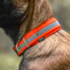 Accdog Biothane® Reflex Greyhound Halsband 38 mm Halsband Wonder Collars