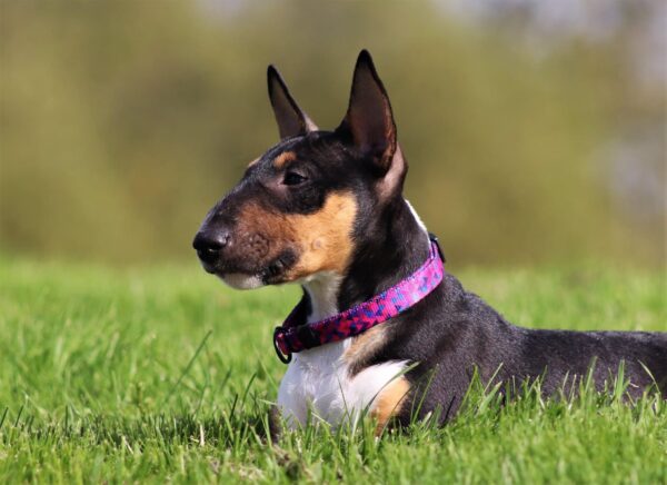 Warsaw Dog Halvstryp 20 mm Halsband Wonder Collars