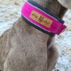 Wild Woof Neo Halvstryp 60 mm Halsband Wonder Collars