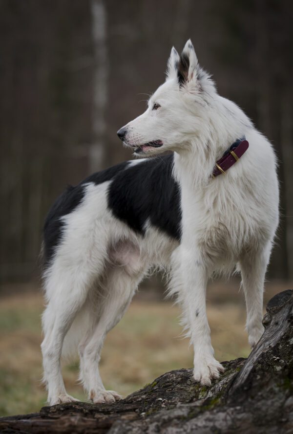 Accdog Biothane® Rainbow Greyhound Halsband 25 mm Halsband Wonder Collars