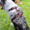 Warsaw Dog Y-sele Balans 20 mm Selar Wonder Collars