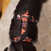 Warsaw Dog Y-sele Balans 20 mm Selar Wonder Collars