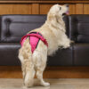 Finnero Ballerina Spets Tikskydd Rosa Hundkläder Wonder Collars