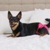 Finnero Ballerina Spets Tikskydd Rosa Hundkläder Wonder Collars