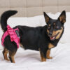 Finnero Ballerina Spets Tikskydd Rosa Hundkläder Wonder Collars