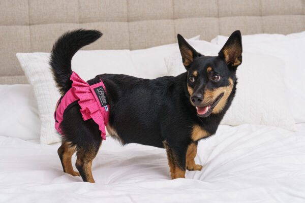 Finnero Ballerina Spets Tikskydd Rosa Hundkläder Wonder Collars