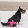 Finnero Ballerina Spets Tikskydd Rosa Hundkläder Wonder Collars