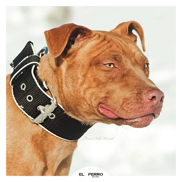 El Perro Halsband 50 mm Halsband Wonder Collars