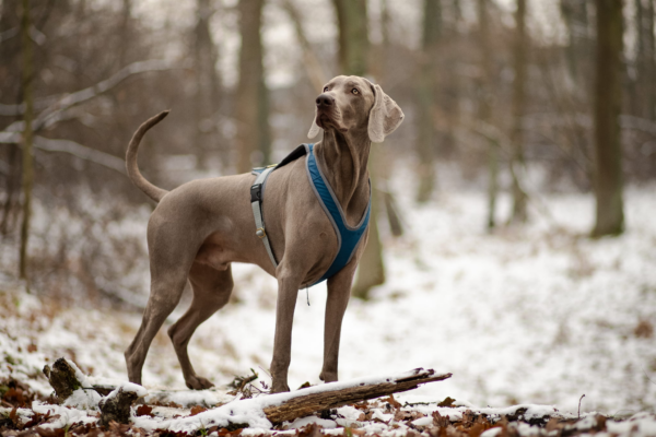 Trop Sele 25 mm Selar Wonder Collars