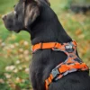 Wonderdog Comfy Walk Sele Orange Camo Selar Wonder Collars