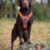 Wonderdog Comfy Walk Sele Orange Camo Selar Wonder Collars