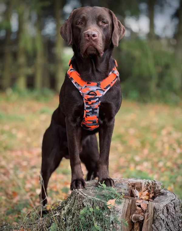 Wonderdog Comfy Walk Sele Orange Camo Selar Wonder Collars