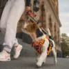 Wonderdog Comfy Walk Sele Orange Camo Selar Wonder Collars