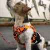 Wonderdog Comfy Walk Sele Orange Camo Selar Wonder Collars