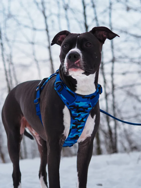 Wonderdog Comfy Walk Sele Blue Camo Selar Wonder Collars