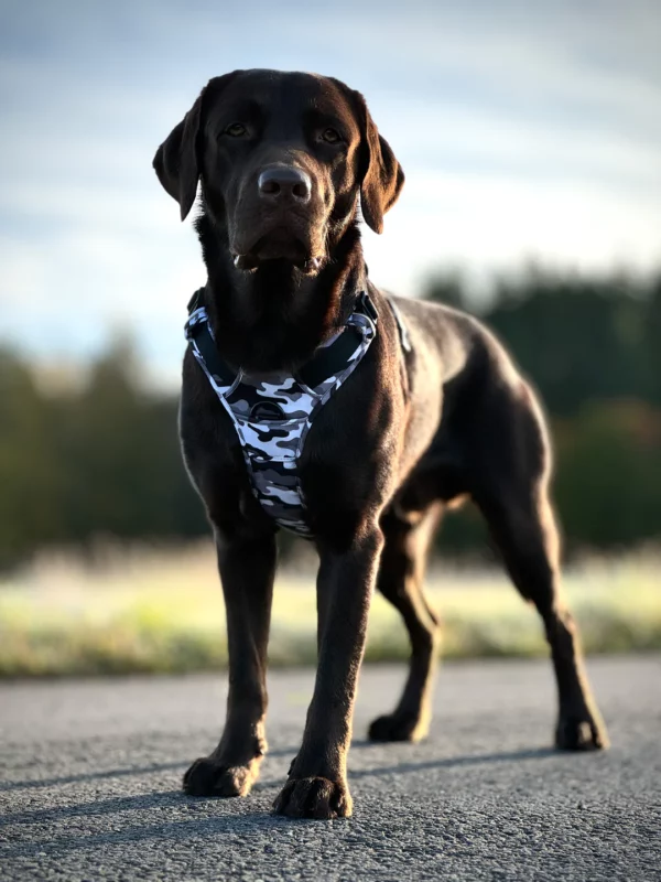 Wonderdog Comfy Walk Sele Black Camo Selar Wonder Collars