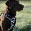 Wonderdog Comfy Walk Sele Black Camo Selar Wonder Collars