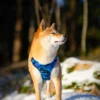 Wonderdog Comfy Walk Sele Blue Camo Selar Wonder Collars